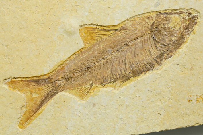 Detailed Fossil Fish (Knightia) - Wyoming #363872